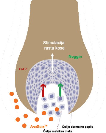 Locerin Scheme